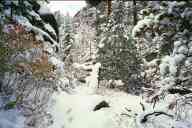 (9-24-2000) A snow-covered pine
