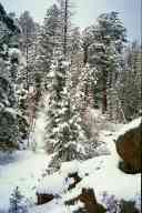 (9-24-2000) More snow & trees