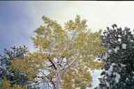 (9-24-2000) Yellow Aspen vs. Snow