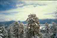 (9-24-2000) Big round tree with mountains
