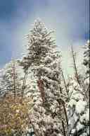 (9-24-2000) A large pointy tree