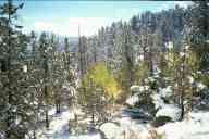 (9-24-2000) Yellow Aspens and Mountains