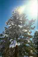 (9-24-2000) Upward shot of pine