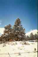 (9-24-2000) A couple pines in a field