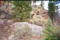 (Gem Lake, 9-17-2000) Two small elk, #5