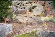 (Gem Lake, 9-17-2000) Two small elk, #6