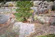 (Gem Lake, 9-17-2000) Two small elk, #7