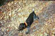 (Pike Lake, Thanksgiving 2001) What did Dax find??