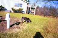 (The Farm, Thanksgiving 2001) Dax sniffing