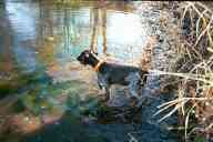(The Farm, Thanksgiving 2001) Dax in the pond