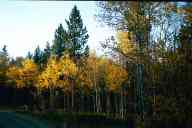 (Camping Red Feather Lakes late September 2001) Trees near Red Feather Lakes