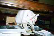 (chez Zak Smith, August 2002) Widget in coffee table