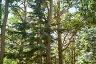 (Rocky Mountain National Park, August 2002) trees
