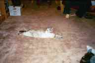 (Chez Zak, January 2003) Kitty