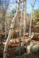 (Hiking Chautauqua in Boulder, CO, Fall 2002) 