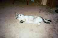 (Chez Zak, January 2003) Kitty