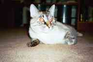 (Chez Zak, January 2003) Kitty