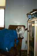 (Chez Zak, January 2003) Kitty