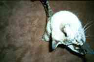 (Fort Collins, Early Winter 2002) psycho kitty