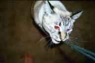(Fort Collins, Early Winter 2002) psycho kitty