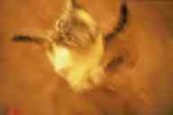 (Fort Collins, Xmas 2002) psycho kitty