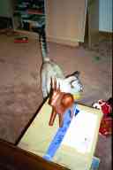 (Fort Collins, Xmas 2002) Cat with LOOT