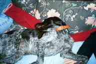 (The Farm, Thanksgiving 2002) Dax