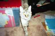 (Fort Collins, Thanksgiving 2002) Kitty
