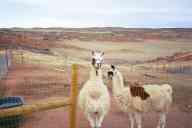 (watching Chez Maly, Spring 2003) llamas