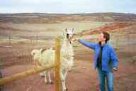 (watching Chez Maly, Spring 2003) llamas and Sasha