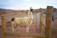 (watching Chez Maly, Spring 2003) llamas and Sasha