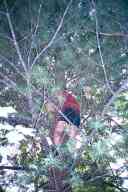 (Chez Garofalo, Lowell, July 2003) Sasha climbing tree