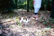 (Chez Garofalo, Lowell, July 2003) Scout
