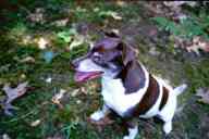 (Chez Garofalo, Lowell, July 2003) Scout!