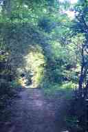 (Chez Garofalo, Lowell, July 2003) Forest road