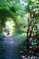 (Chez Garofalo, Lowell, July 2003) Forest road