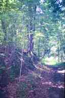 (Chez Garofalo, Lowell, July 2003) Forest road