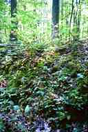 (Chez Garofalo, Lowell, July 2003) Moss by forest road