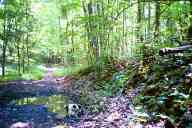 (Chez Garofalo, Lowell, July 2003) Scout on forest road