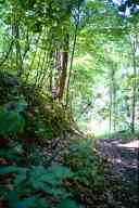 (Chez Garofalo, Lowell, July 2003) Forest roat