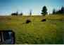 (Yellowstone 1996) Some Buffalo