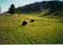 (Yellowstone 1996) More Buffalo
