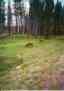 (Yellowstone 1996) Elk 1